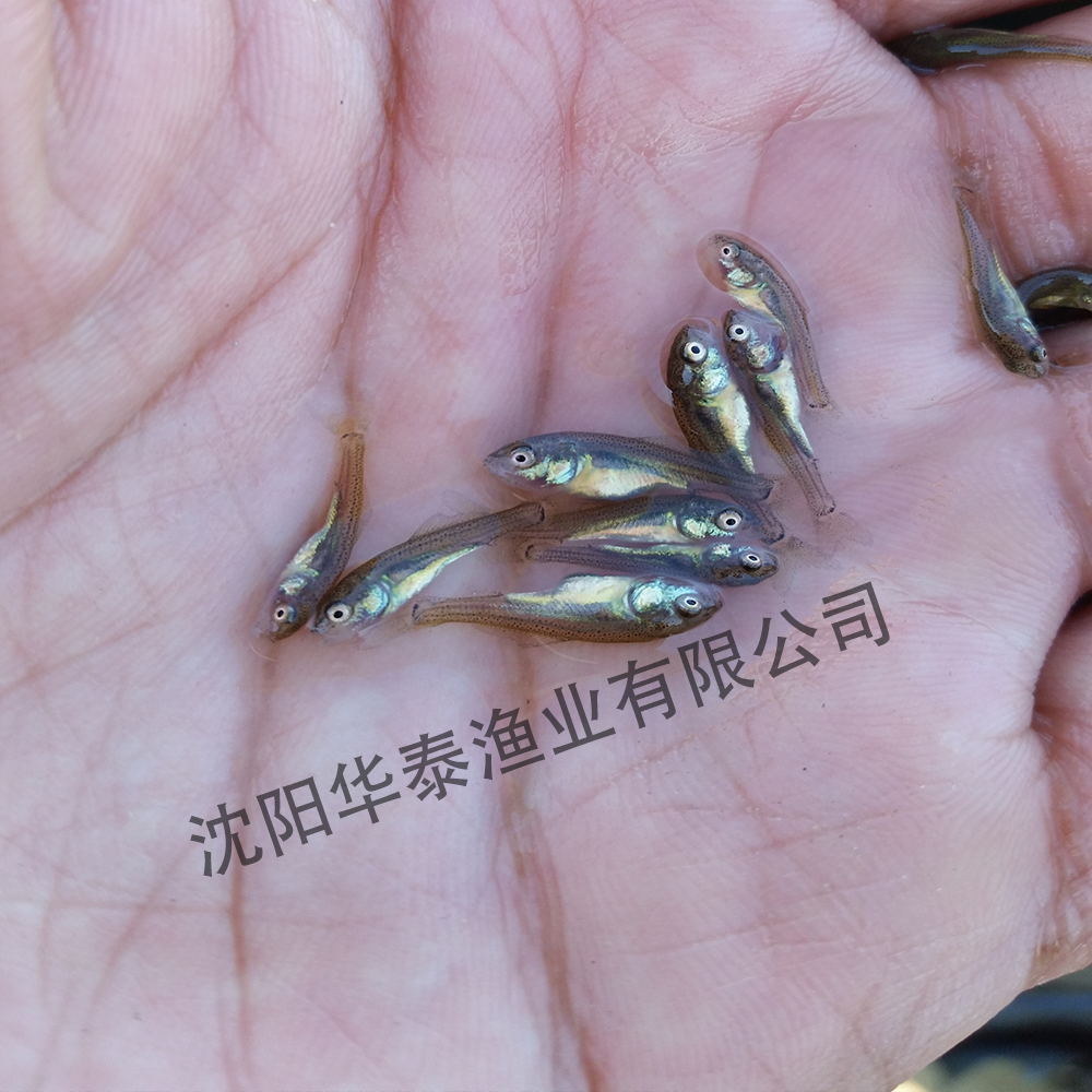 &#20048;&#40060;