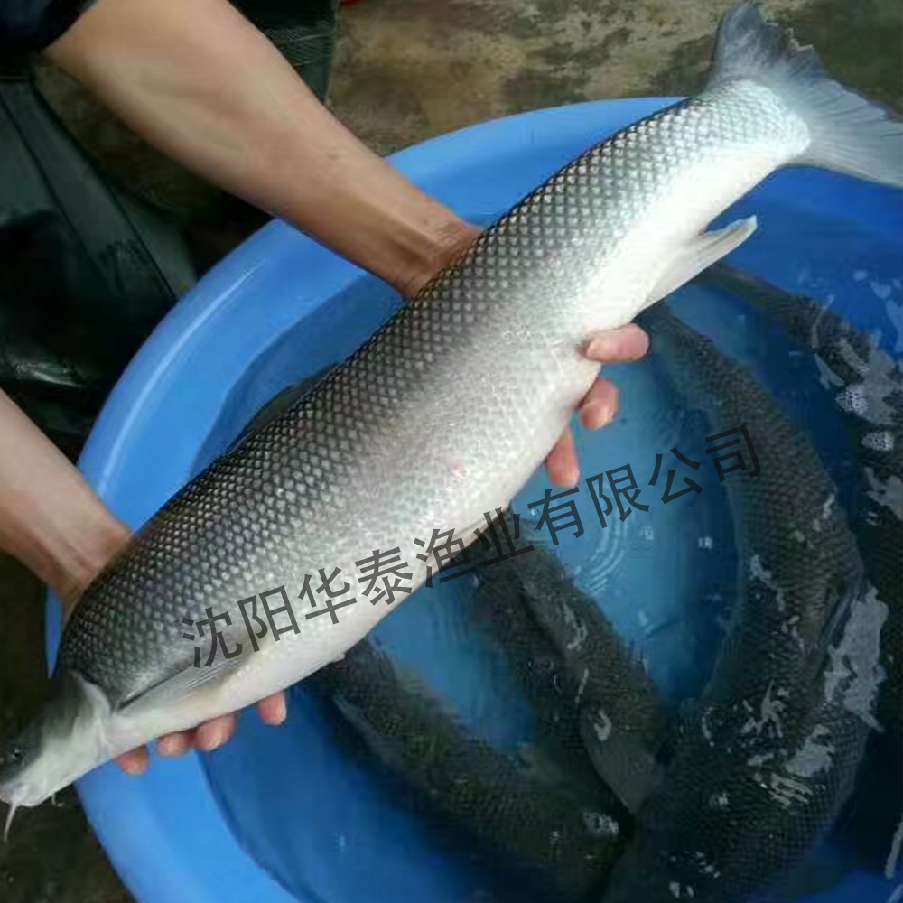 &#20048;&#40060;